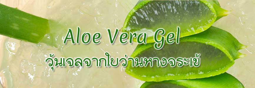 เจลว่านหางจระเข้ อโลเวล่าเจล สรรพคุณ ประโยชน์ ทาหน้า รักษาสิว ฝ้า